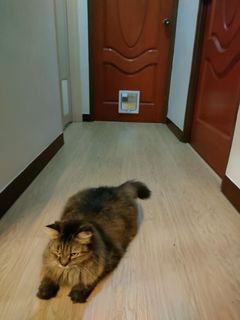 Cat Door Collection item 3