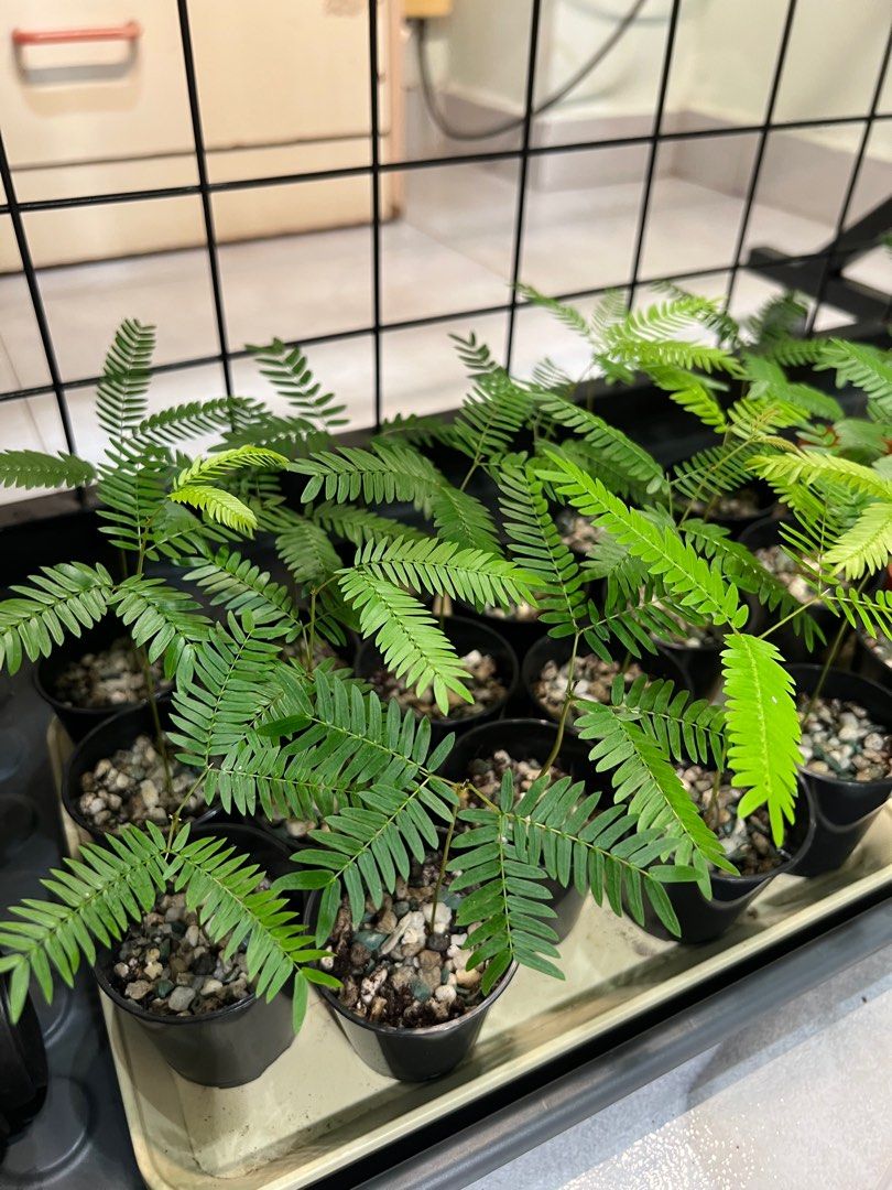 Everfresh seedling (Category: Plants & Seeds) located in Singapore. Submitted by timewalktimewalk (Listing ID 1331892421, Image 2). Description: About 10cm in height. I have several for sale will pick the best looking one. First come first serve. 1 pot - $8 2 pot -$15 3 pot - $20 Deal at toapayoh only .