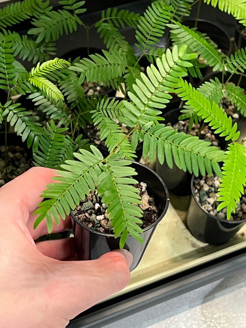 Everfresh seedling (Category: Plants & Seeds) located in Singapore. Submitted by timewalktimewalk (Listing ID 1331892421, Image 1). Description: About 10cm in height. I have several for sale will pick the best looking one. First come first serve. 1 pot - $8 2 pot -$15 3 pot - $20 Deal at toapayoh only .
