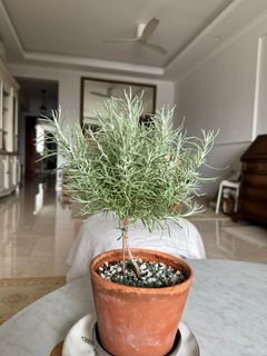 (Category: ) located in . Submitted by themediterraneangarden (Listing ID 1331758481, Image 1). Description: .