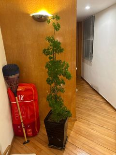 （分類：）位於 。 由 bernardbrennan 提交（商品編號 1331871534，圖片 1）。簡介： 。