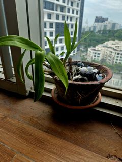 (Category: ) located in . Submitted by anu_bala (Listing ID 1331776698, Image 1). Description: .