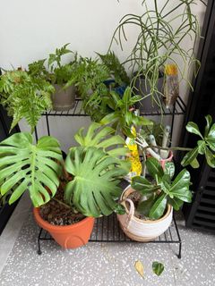 (Category: ) located in . Submitted by julescco (Listing ID 1331802807, Image 1). Description: .