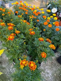 (Category: ) located in . Submitted by gardenfunfarm (Listing ID 1332080568, Image 1). Description: .