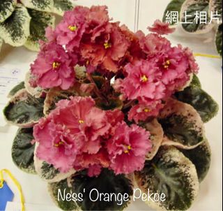 （分類：）位於 。 由 sellring 提交（商品編號 1329494093，圖片 1）。簡介： 。