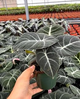 (Category: ) located in . Submitted by chonkyroots_ (Listing ID 1332129821, Image 1). Description: .