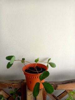 (Category: ) located in . Submitted by natureoll (Listing ID 1330586619, Image 1). Description: .