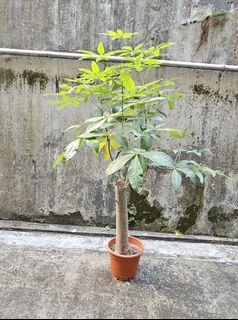 （分類：）位於 。 由 simon1997ng 提交（商品編號 1332451070，圖片 1）。簡介： 。