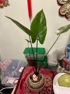 （分類：）位於 。 由 lc1219 提交（商品編號 1332408185，圖片 1）。簡介： 。