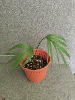 (Category: ) located in . Submitted by craigkylow (Listing ID 1332294137, Image 1). Description: .