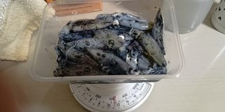 (Category: ) located in . Submitted by fishinglor (Listing ID 1313436908, Image 1). Description: .