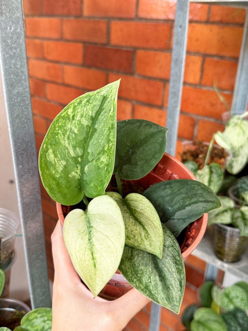 Scindapsus Exotica Mint, Furniture & Home Living, Gardening