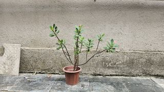 （分類：）位於 。 由 simon1997ng 提交（商品編號 1332452009，圖片 1）。簡介： 。