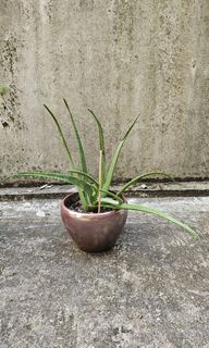 （分類：）位於 。 由 simon1997ng 提交（商品編號 1332497753，圖片 1）。簡介： 。