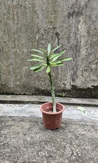 （分類：）位於 。 由 simon1997ng 提交（商品編號 1332451413，圖片 1）。簡介： 。