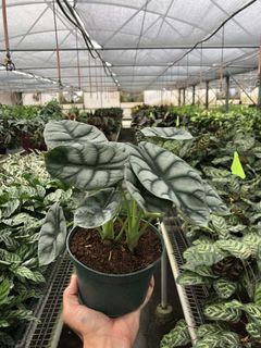 (Category: ) located in . Submitted by chonkyroots_ (Listing ID 1332478110, Image 1). Description: .