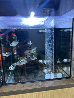 （分類：）位於 。 由 rambomimi2004 提交（商品編號 1332723828，圖片 1）。簡介： 。
