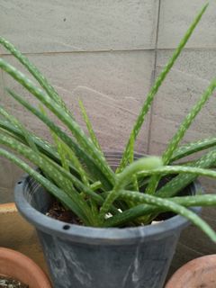 (Category: ) located in . Submitted by wishugoodday (Listing ID 1332640924, Image 1). Description: .