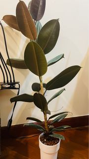 （分類：）位於 。 由 eeeeteee 提交（商品編號 1332921756，圖片 1）。簡介： 。