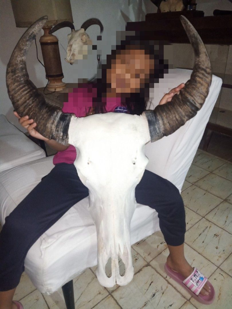 Authentic Carabao Skull (Category: Wall Decor) located in Kalibo. Submitted by anything_random (Listing ID 1332928946, Image 1). Description: Massive and Authentic Carabao Skull. Cleaned and whitened. damaged brain casing. Good for wall decor and home accent. add shipping fee..