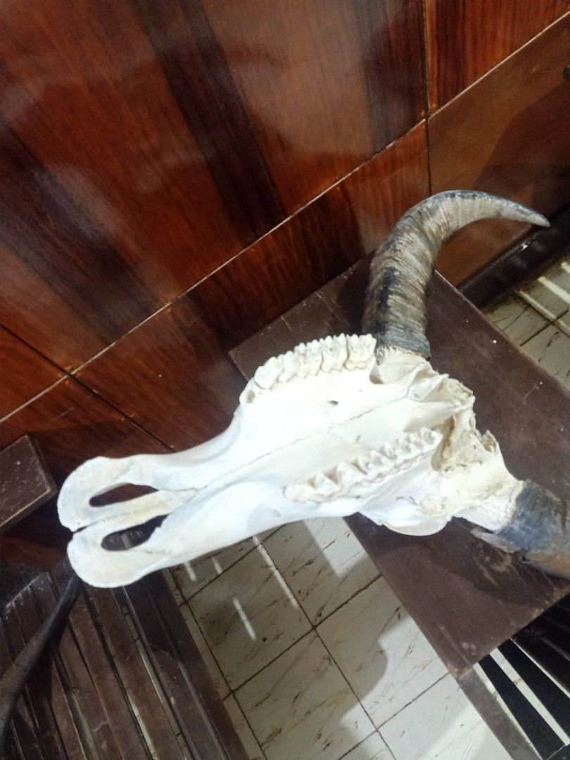 Authentic Carabao Skull (Category: Wall Decor) located in Kalibo. Submitted by anything_random (Listing ID 1332928946, Image 3). Description: Massive and Authentic Carabao Skull. Cleaned and whitened. damaged brain casing. Good for wall decor and home accent. add shipping fee..