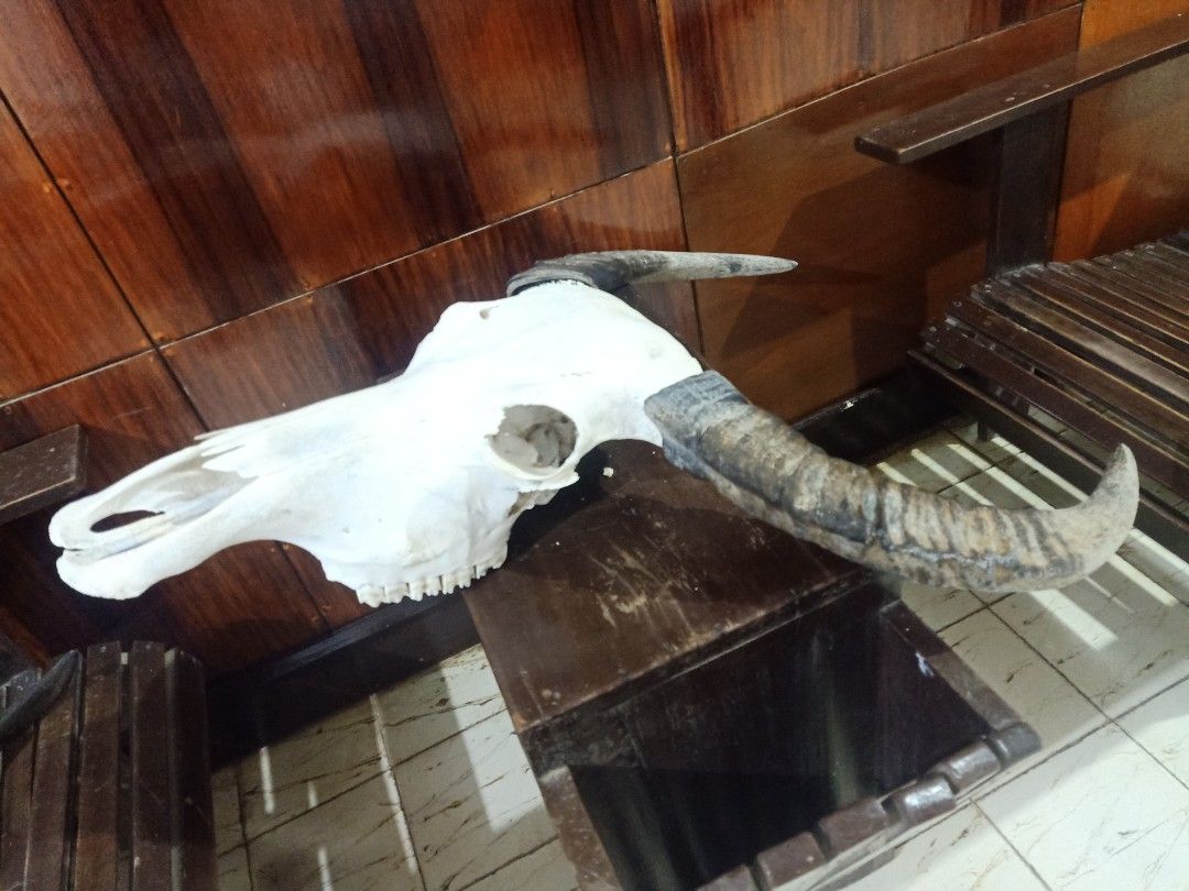 Authentic Carabao Skull (Category: Wall Decor) located in Kalibo. Submitted by anything_random (Listing ID 1332928946, Image 2). Description: Massive and Authentic Carabao Skull. Cleaned and whitened. damaged brain casing. Good for wall decor and home accent. add shipping fee..