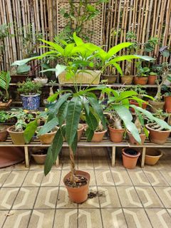 (Category: ) located in . Submitted by plantupsg (Listing ID 1332805686, Image 1). Description: .