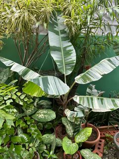 (Category: ) located in . Submitted by shipbo (Listing ID 1324422395, Image 1). Description: .