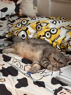 （分類：）位於 。 由 catismeow 提交（商品編號 1333141466，圖片 1）。簡介： 。