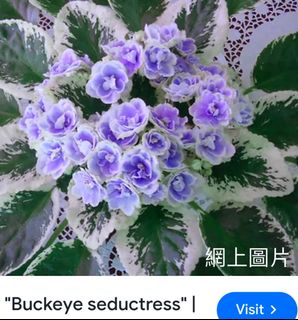 （分類：）位於 。 由 sellring 提交（商品編號 1329500504，圖片 1）。簡介： 。