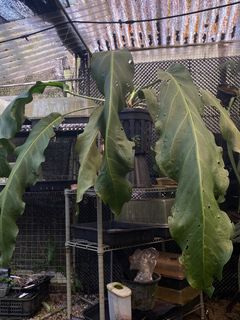(Category: ) located in . Submitted by rootsingarden (Listing ID 1333062394, Image 1). Description: .