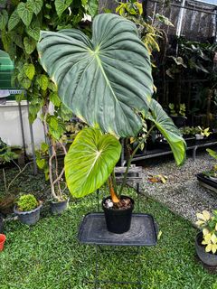 (Category: ) located in . Submitted by greenlab_kl (Listing ID 1332995064, Image 1). Description: .