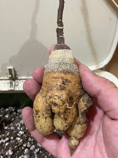 （分類：）位於 。 由 michaellazy 提交（商品編號 1333279321，圖片 1）。簡介： 。