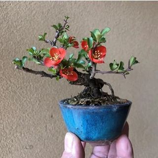 (Category: ) located in . Submitted by hongmeiliu06 (Listing ID 1333254046, Image 1). Description: .