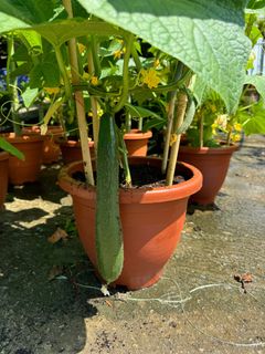 (Category: ) located in . Submitted by gardenfunfarm (Listing ID 1333357604, Image 1). Description: .
