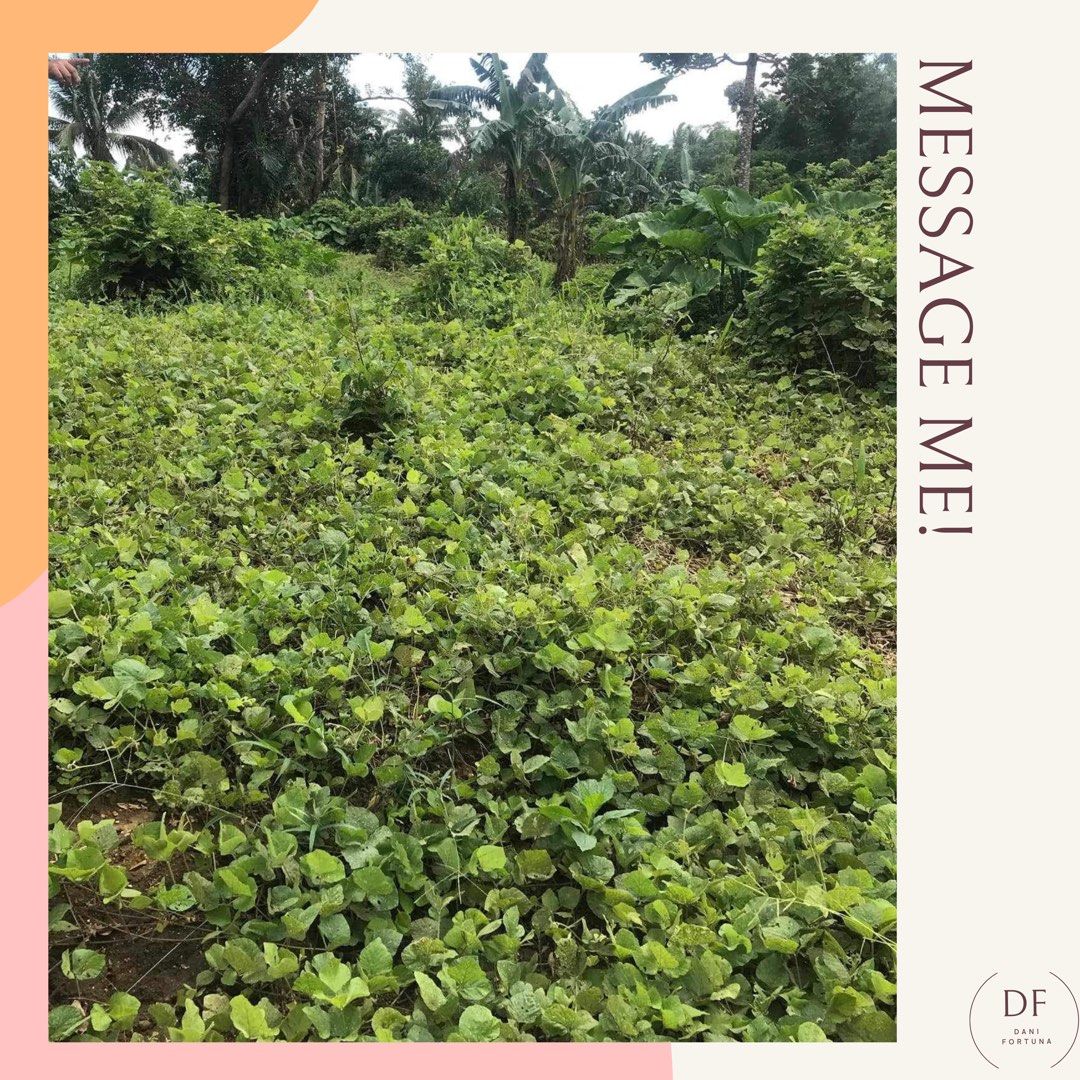 Farm Lot in Cavite (Category: Lot) located in Cavite. Submitted by gastuseraph (Listing ID 1333428405, Image 3). Description: 𝒟ℰ𝒯𝒜ℐℒ𝒮: • FARM LOT • Location: ALFONSO, CAVITE • 3 minute drive to town proper & 12 minute drive to twin lakes tagaytay • payment can either be cash or installment ✨ WILL SEND DETAILED PRESENTATION TO INTERESTED BUYERS ✨ .