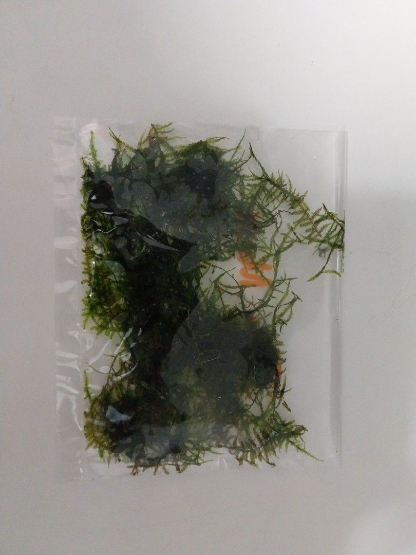 Java Moss + red root floaters (Category: Plants & Seeds) located in Singapore. Submitted by plantedtanks123 (Listing ID 1333479189, Image 1). Description: more than enough to cover a 20 by 15 area of moss and a tub of red root floaters.