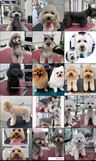 Daycare & PetGrooming Services Collection item 3