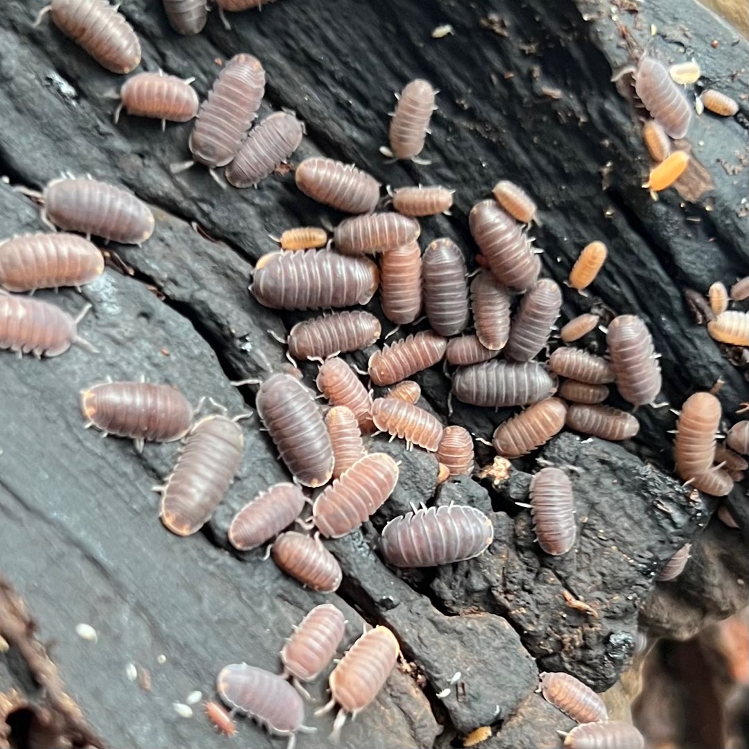 25 x Cubaris murina 'Little Sea' Isopod, Pet Supplies, Homes & Other ...