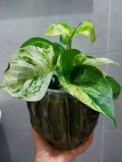 （分類：）位於 。 由 leekingyin7 提交（商品編號 1328816415，圖片 1）。簡介： 。