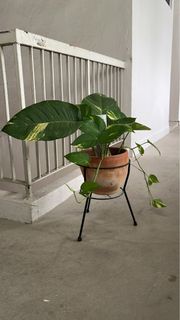 (Category: ) located in . Submitted by plant.hobbyist (Listing ID 1328883627, Image 1). Description: .