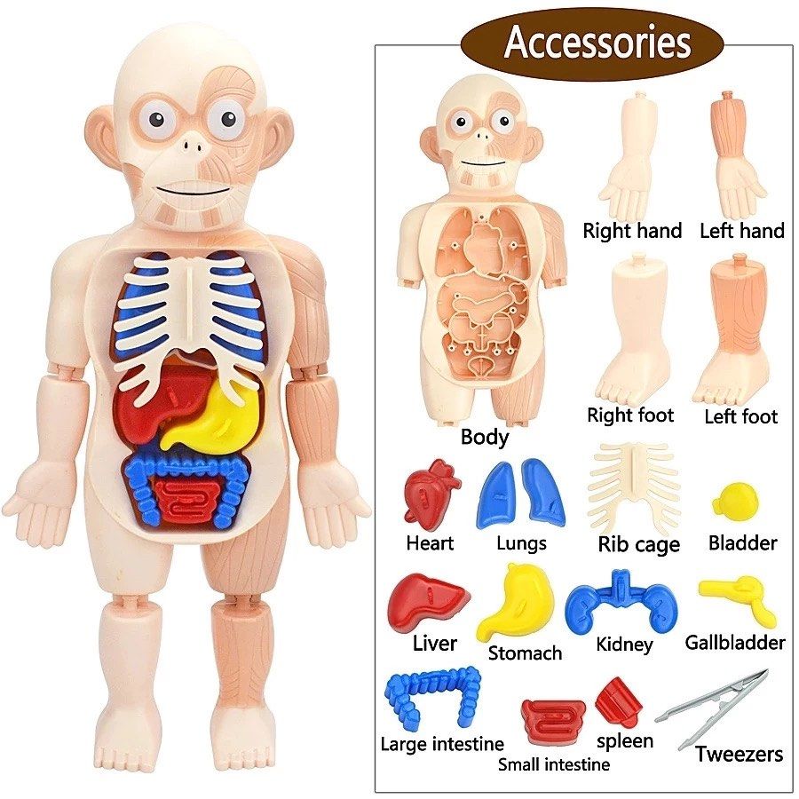 Kid Montessori Science 3D Puzzle Human Body Anatomy Model Toy Assembled ...