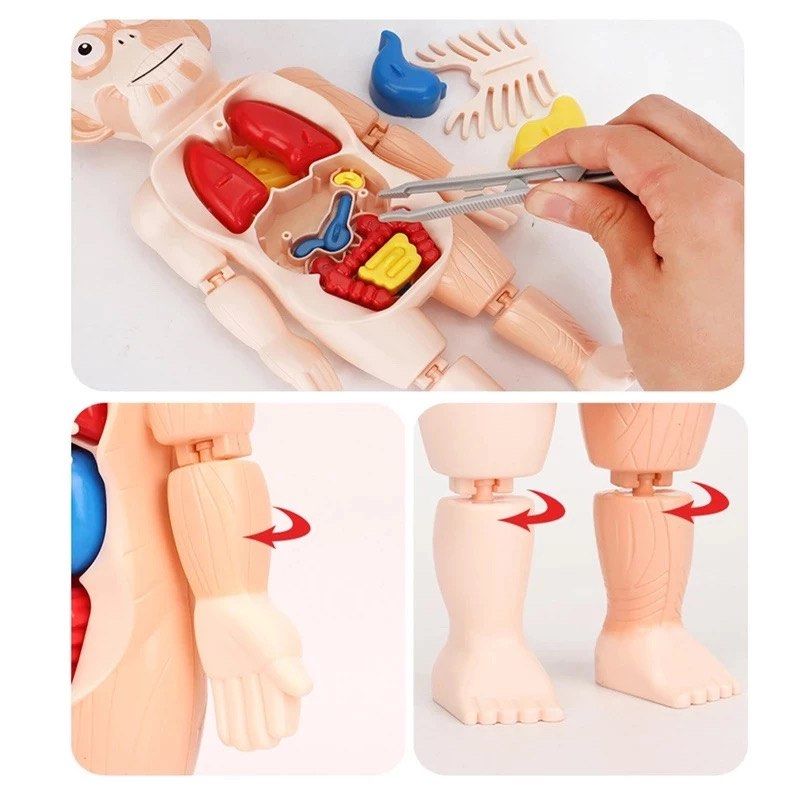 Kid Montessori Science 3D Puzzle Human Body Anatomy Model Toy Assembled ...