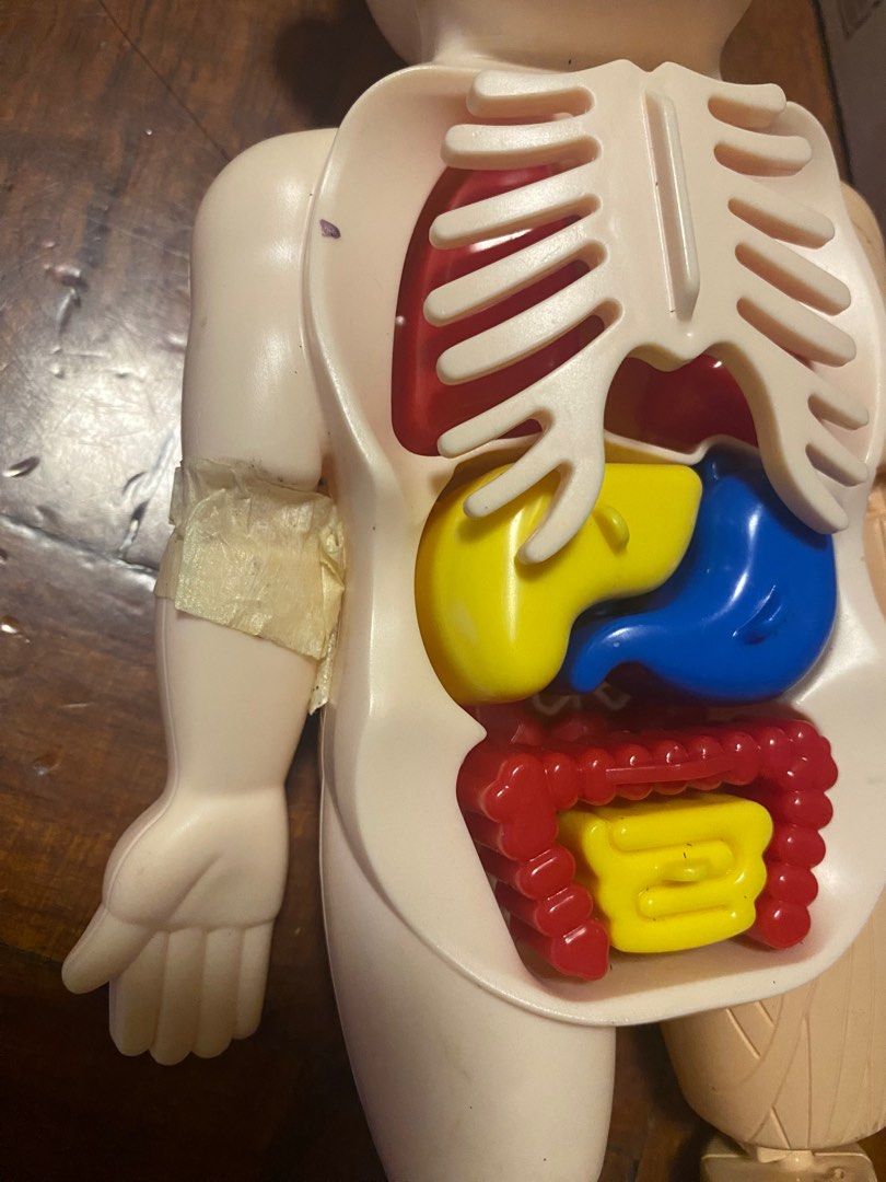 Kid Montessori Science 3D Puzzle Human Body Anatomy Model Toy Assembled ...
