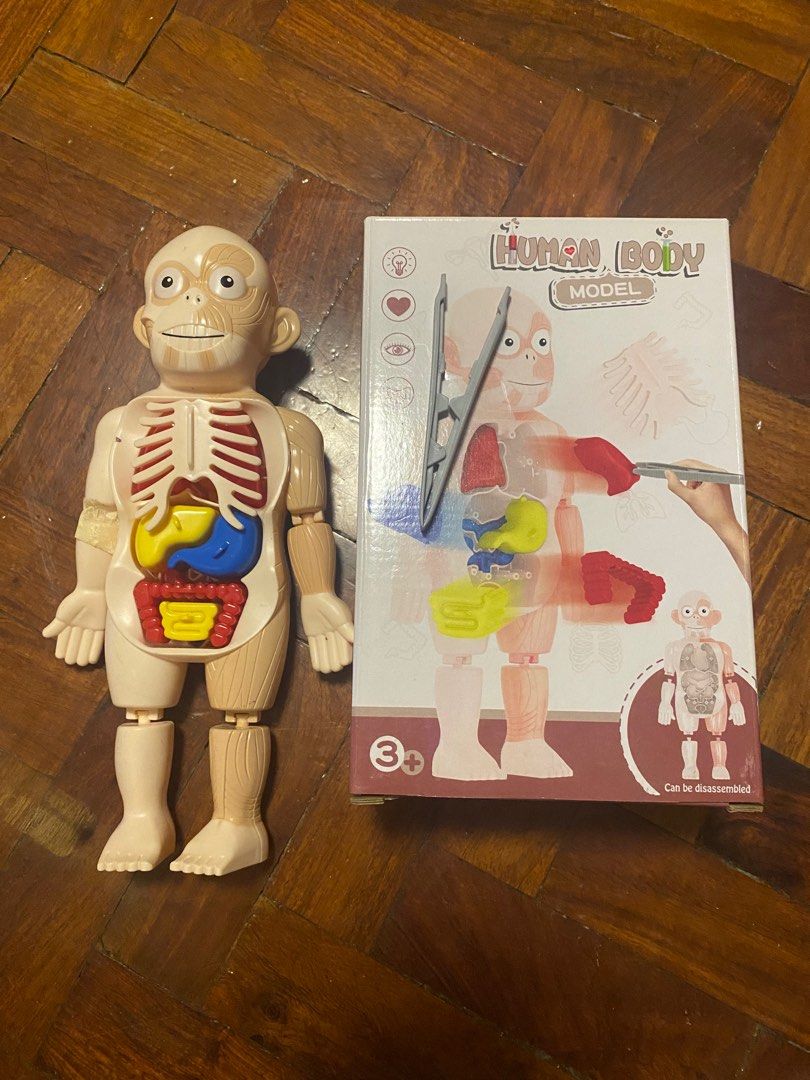 Kid Montessori Science 3D Puzzle Human Body Anatomy Model Toy Assembled ...
