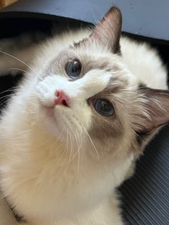 （分類：）位於 。 由 yy.yeah 提交（商品編號 1328836960，圖片 1）。簡介： 。