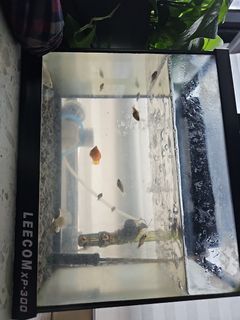 （分類：）位於 。 由 mr_ss 提交（商品編號 1333551522，圖片 1）。簡介： 。