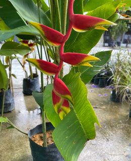 (Category: ) located in . Submitted by gardenfunfarm (Listing ID 1333512587, Image 1). Description: .