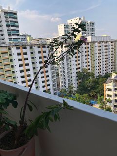 (Category: ) located in . Submitted by mrt63 (Listing ID 1333593501, Image 1). Description: .