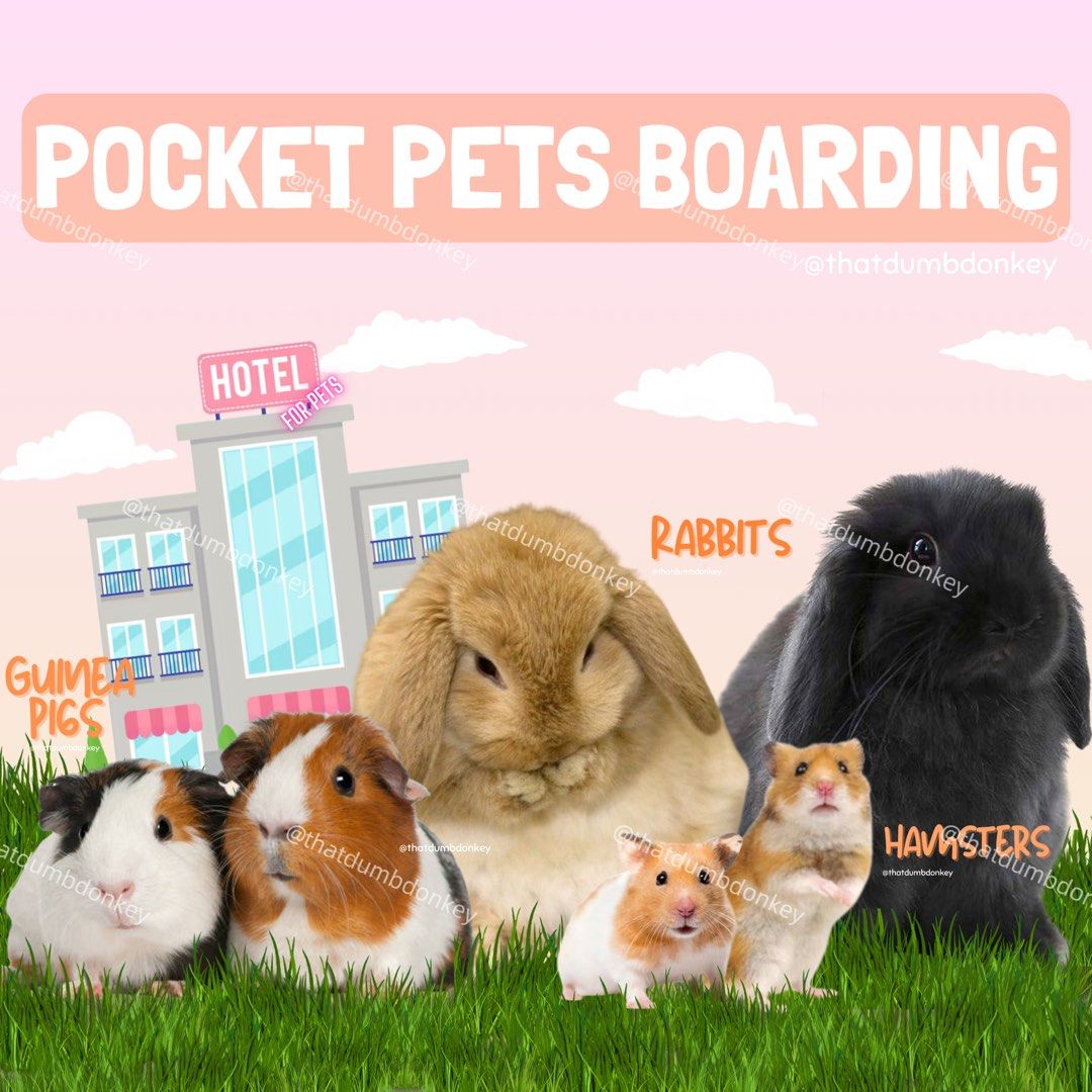 Rabbit/ Bunny/ Guinea Pig/ Hamster Pet Boarding Hotel Daycare
